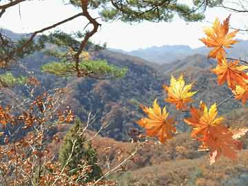 澳門一肖中100%期期準(zhǔn)47神槍——先行釋義解釋落實(shí)的違法犯罪問題